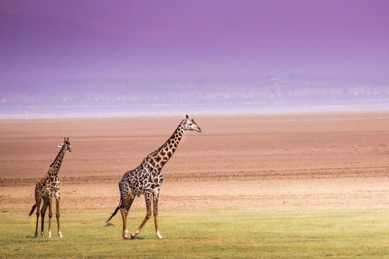 Two giraffes at Lake Manyara