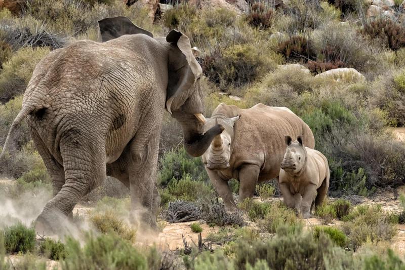 Elephant bull charges rhino mom and baby