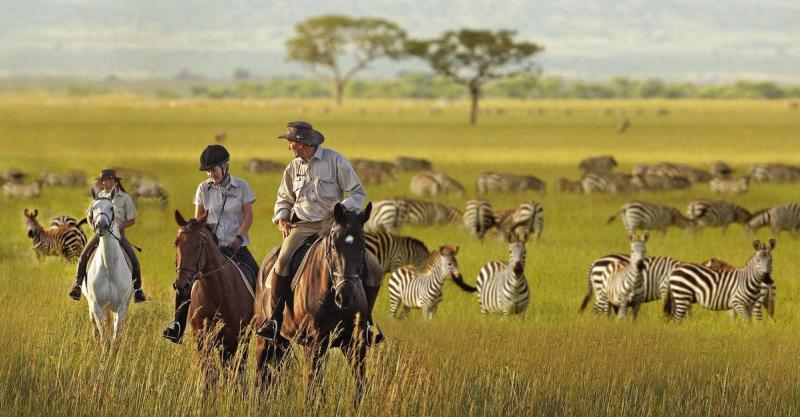 Singitabhorse safari