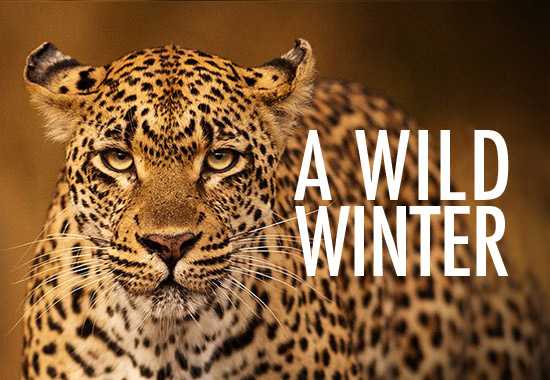 Londolozi | Winter's Secret Weapon