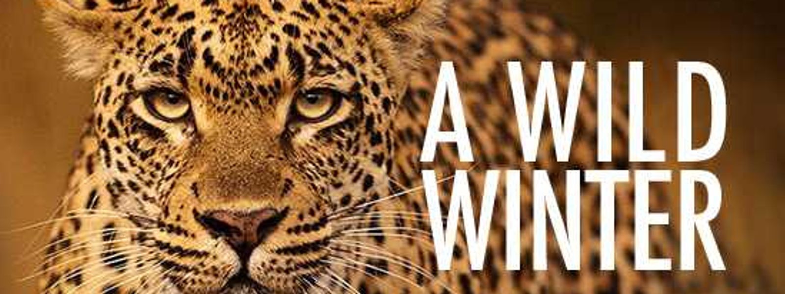 Londolozi | Winter's Secret Weapon