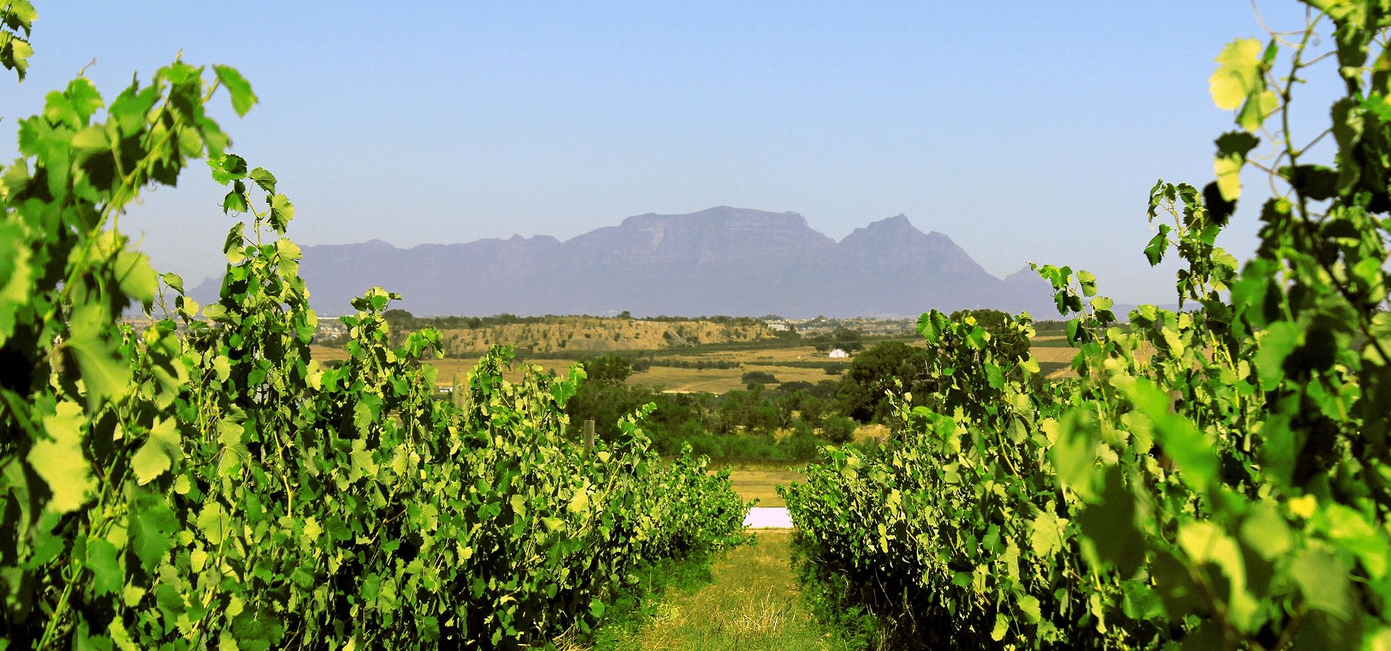 Cycling in South Africa | Explore the Winelands with Rent a Bicycle