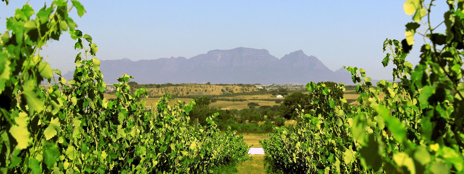 Cycling in South Africa | Explore the Winelands with Rent a Bicycle