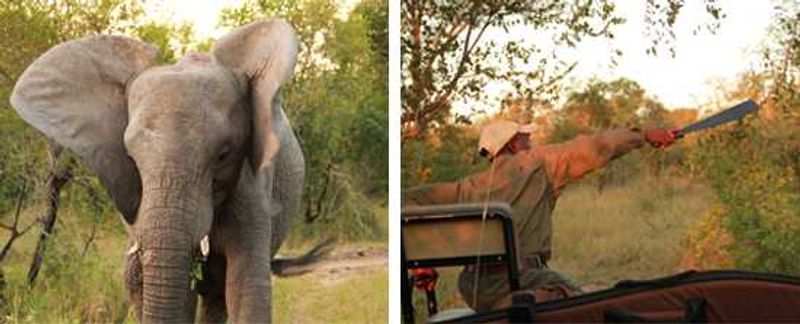Elephant tracking