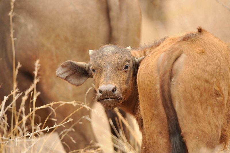 Petit buffle dans le classement des plus mignons bébés animaux.