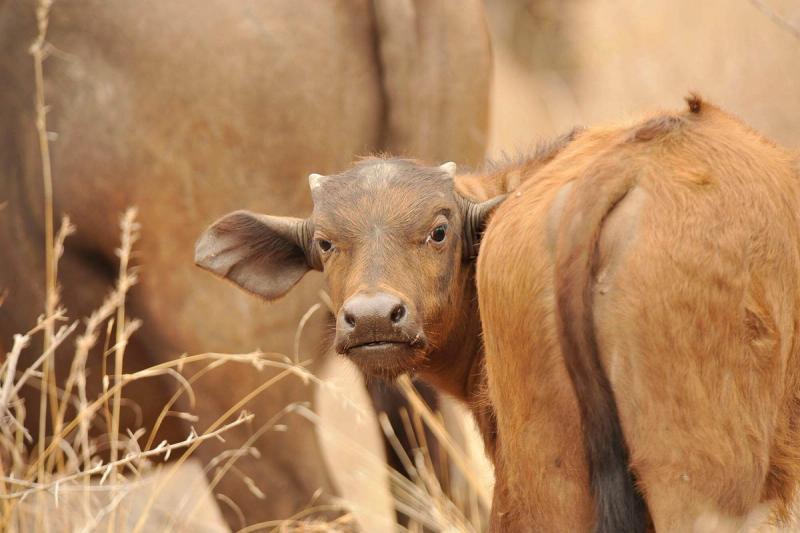 Petit buffle dans le classement des plus mignons bébés animaux.