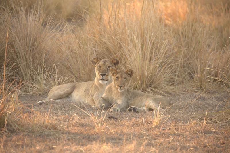Lions in Gorongosa