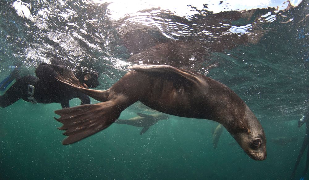 Snorkeling with the Seals of Cape Town