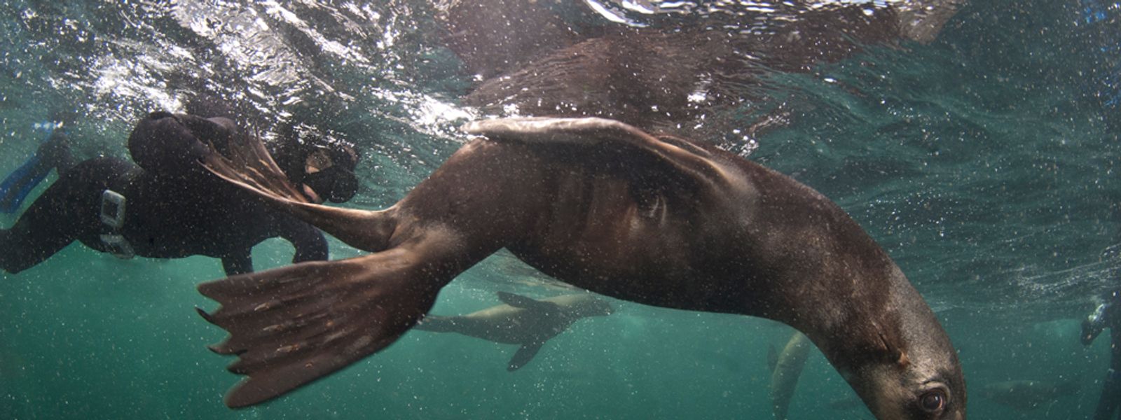 Snorkeling with the Seals of Cape Town