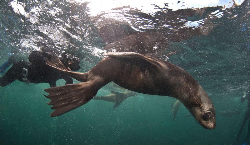 Snorkeling with seals