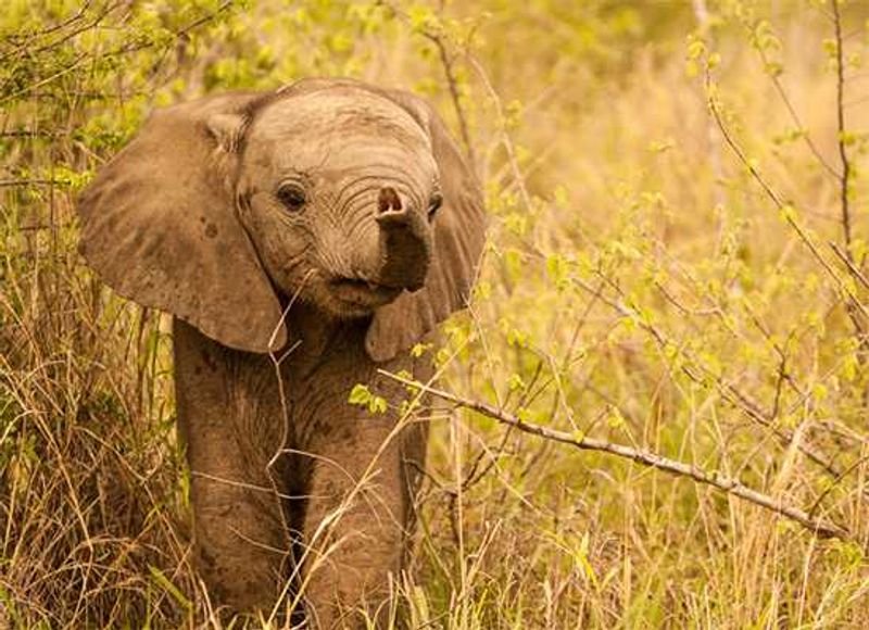 Photograph by James Tyrrell | Londolozi