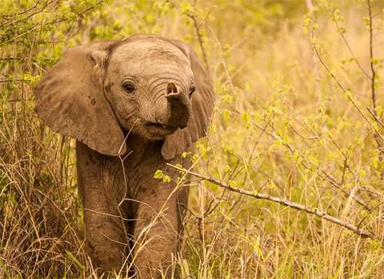 Photograph by James Tyrrell | Londolozi