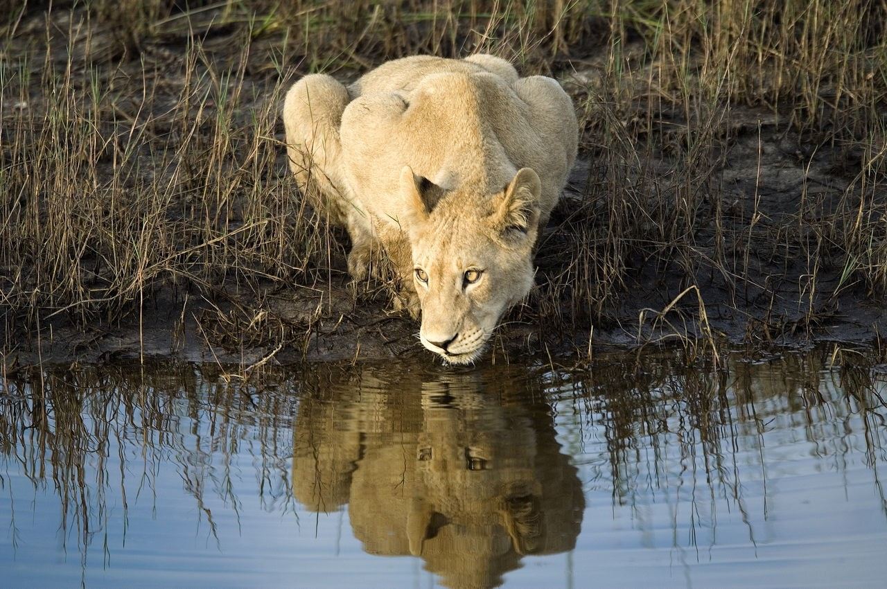 Safari sur l'eau : montez à bord d'un mokoro au Botswana