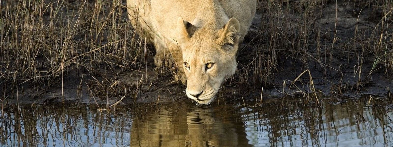 Safari sur l'eau : montez à bord d'un mokoro au Botswana