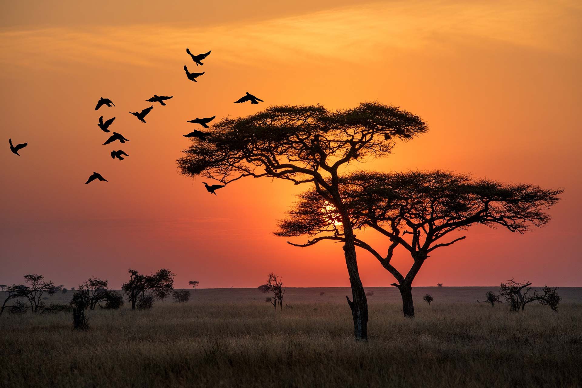 Un safari inoubliable en Tanzanie avec Tanganyika Expeditions
