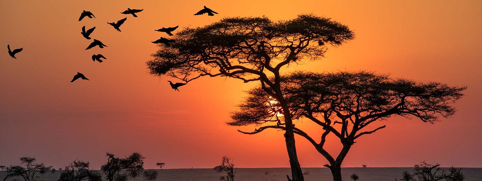 Un safari inoubliable en Tanzanie avec Tanganyika Expeditions
