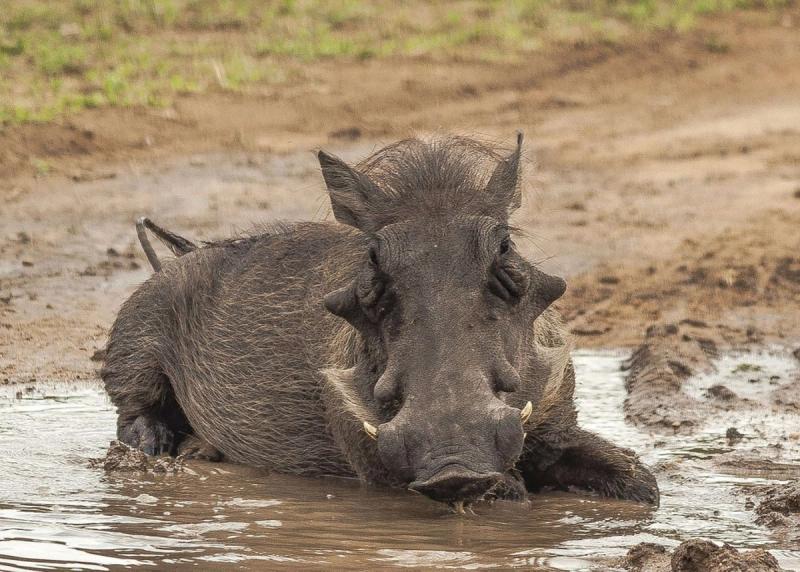 Pumbaa, das Warzenschwein aus „Der König der Löwen”