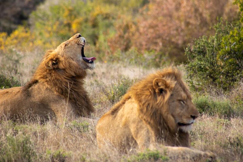 Zwei Löwen im Kwandwe Private Game Reserve
