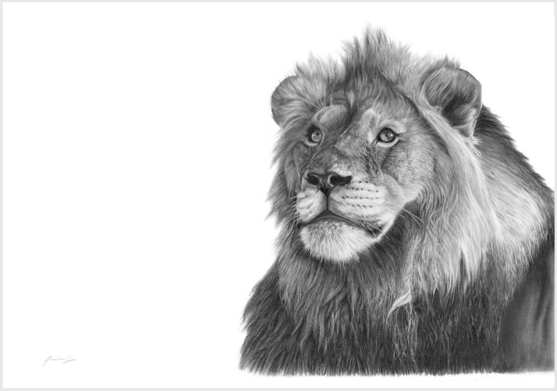 Vincent Reed's Sketch of male lion