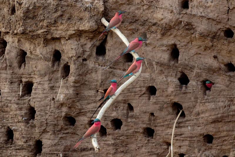 A group of Carmine Bee Eaters sitting outside their nests on the riverbank of the Zambezi