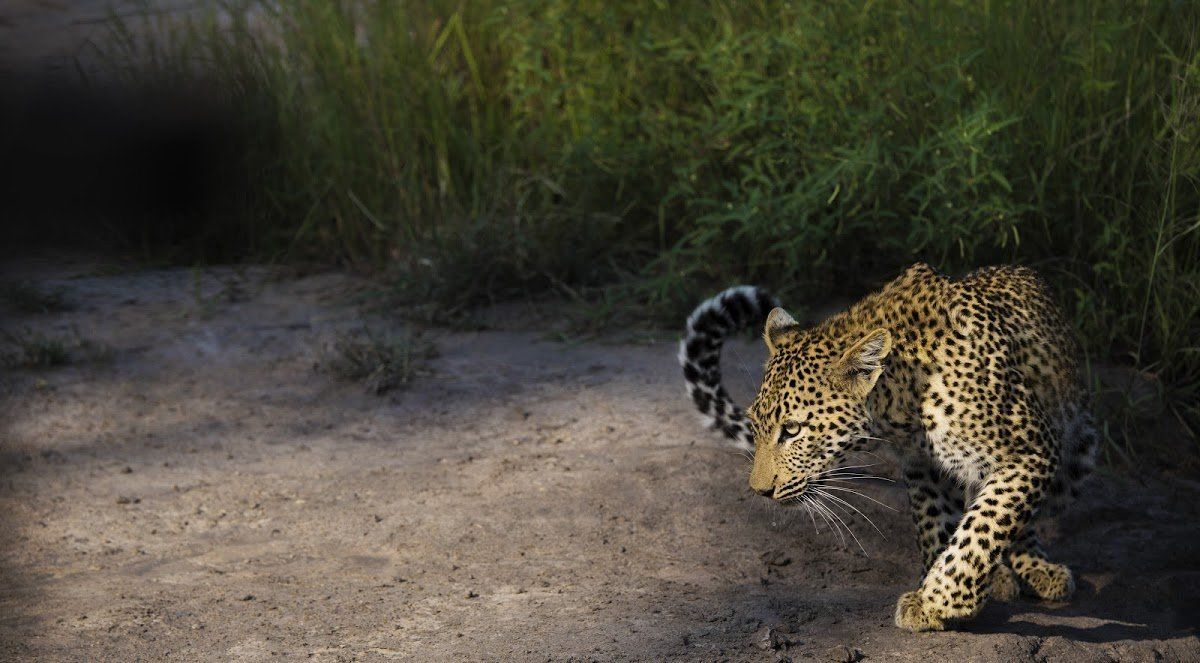 27 Stunning Wildlife Photos Taken by some of Africa's Best Photographers