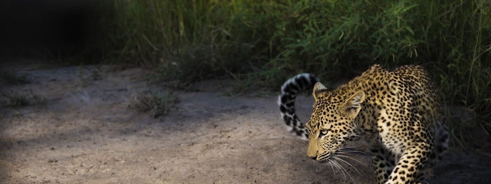 27 Stunning Wildlife Photos Taken by some of Africa's Best Photographers