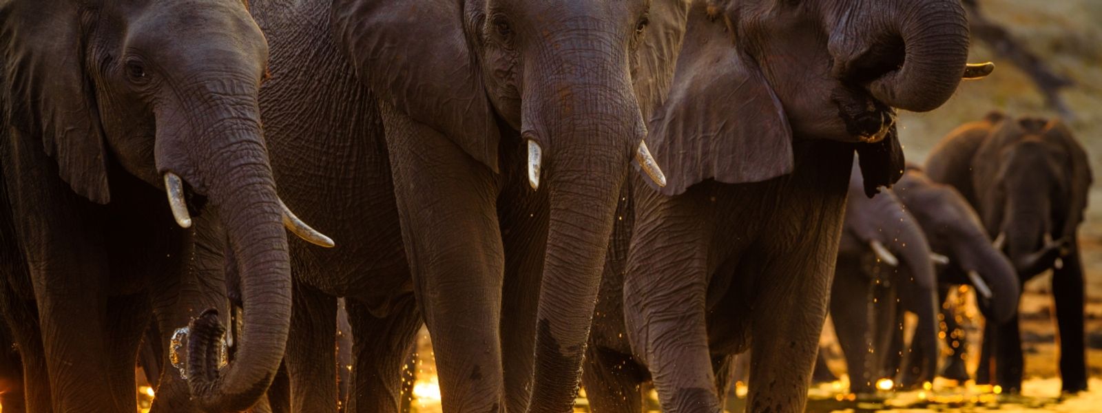 Five Times the Fun: Tim Sanders’ African Odyssey Continues