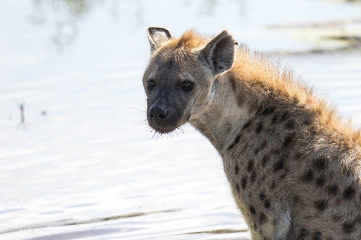 Nahaufnahme einer Hyäne, die am Wasser steht - Unterschied zwischen Hyänen und Wildhunden