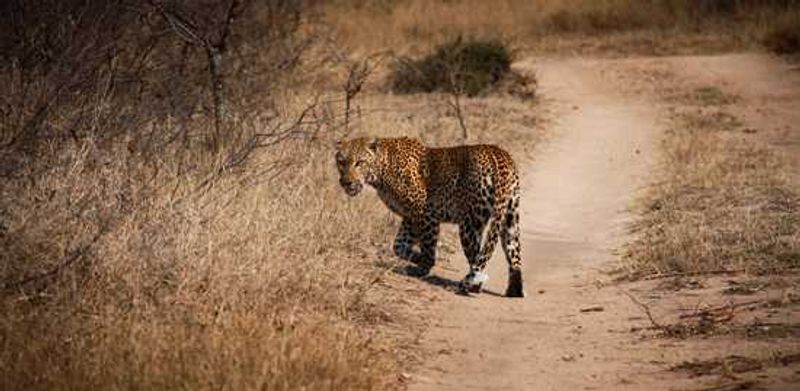 Leopard
