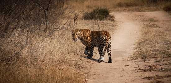 Leopard
