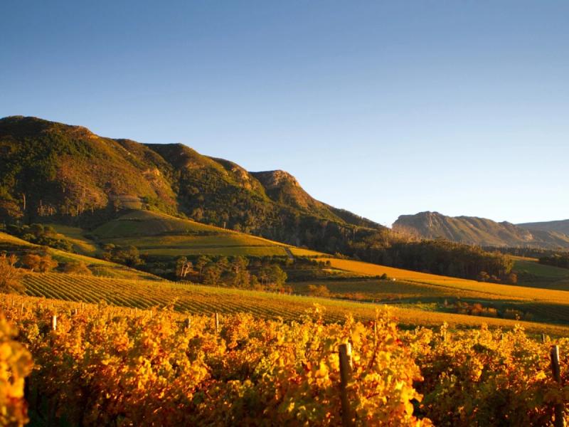 The vineyards at sunrise at Klein Constantia
