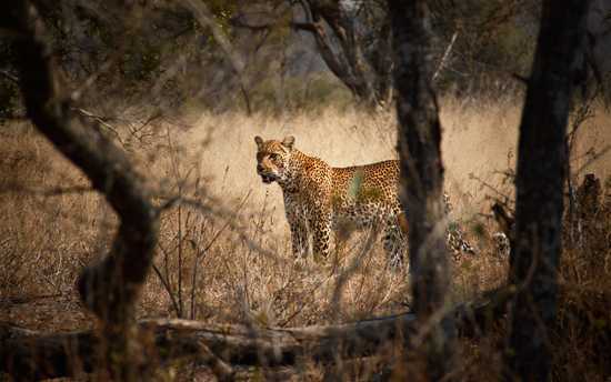 An Incredible Sabi Sand Safari: Part I - Lion Sands Private Game Reserve