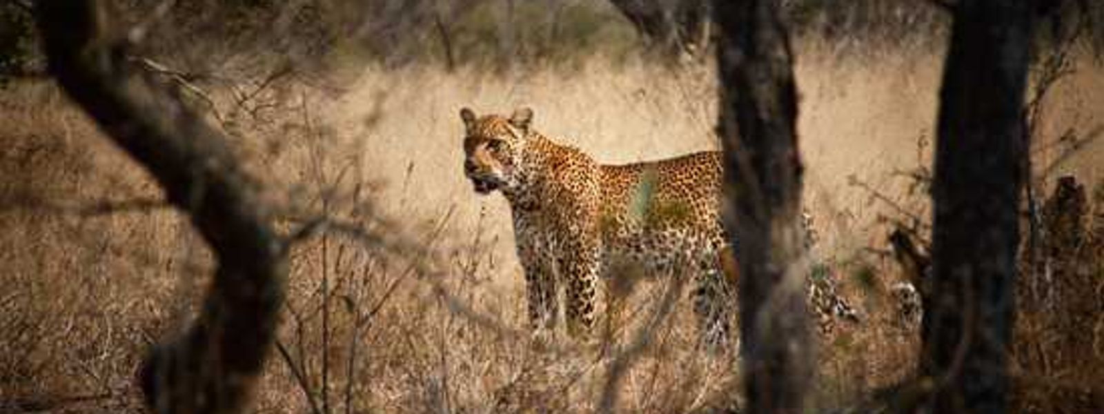 An Incredible Sabi Sand Safari: Part I - Lion Sands Private Game Reserve