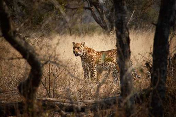 An Incredible Sabi Sand Safari: Part I - Lion Sands Private Game Reserve