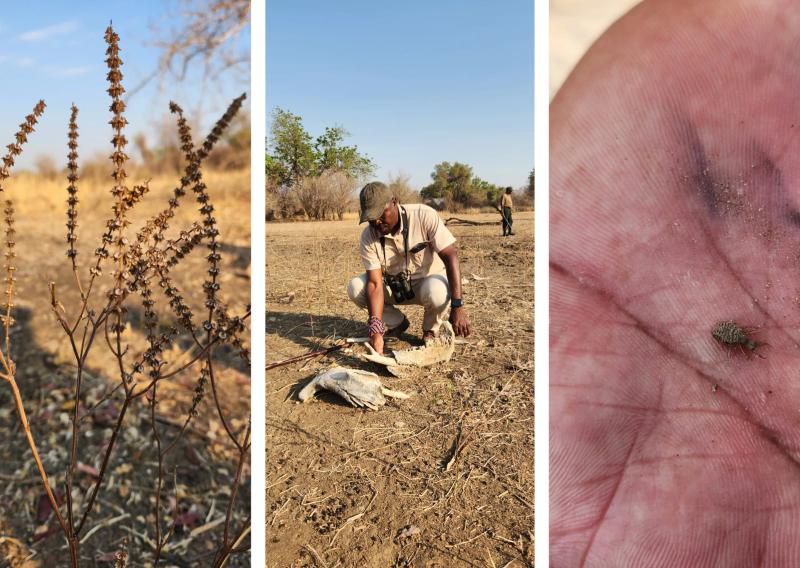 A collage showing a guide and smaller details found on a walking safari