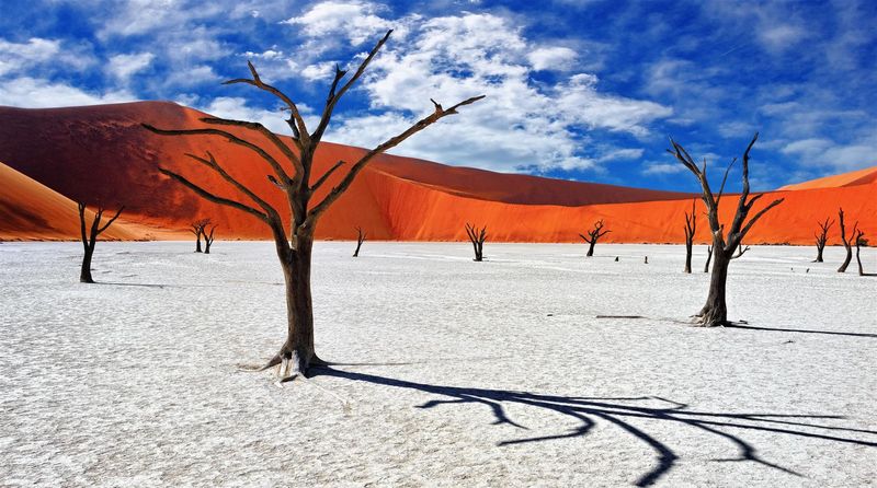 Dead Camerlthorn trees in a salt pan in Sossusvlei