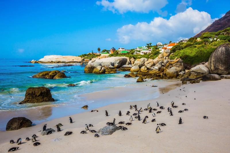 Boulders Beach é o lar de uma grande colônia de pinguins africanos ameaçados de extinção