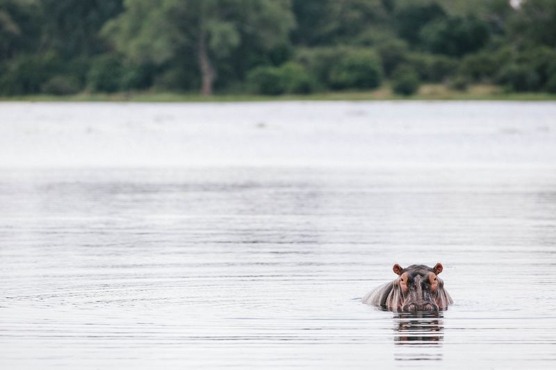 Hippo wallowing in the river