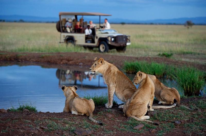 A safari vehicle with guests watches a pride of lions resting in the golden grasslands of the Serengeti.