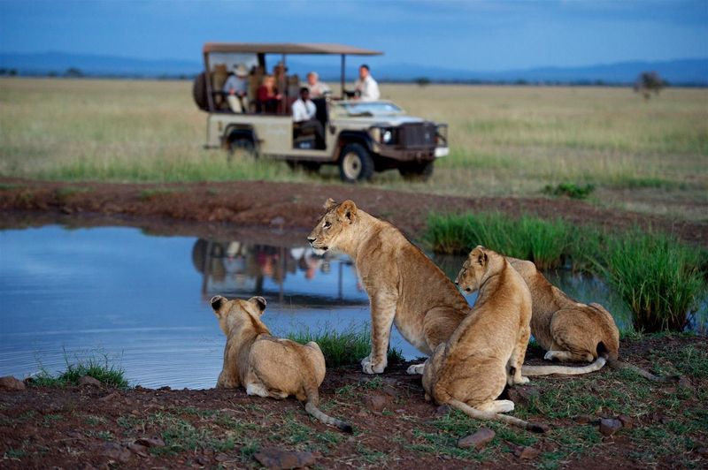 A safari vehicle with guests watches a pride of lions resting in the golden grasslands of the Serengeti.