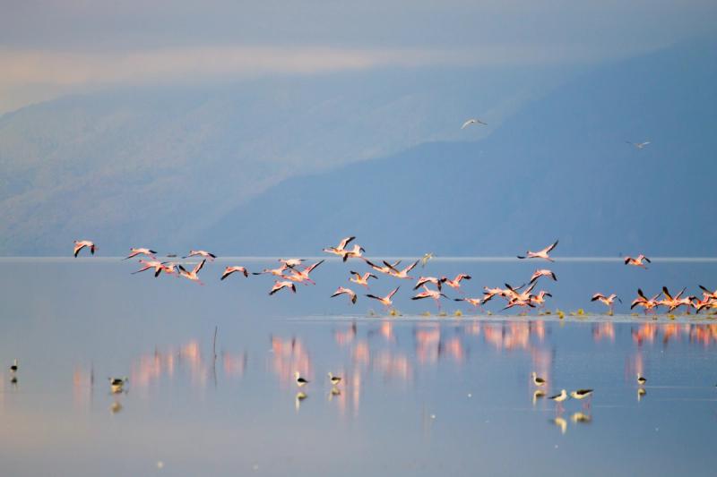 El lago Manyara es hogar estacional de millones de flamencos menores