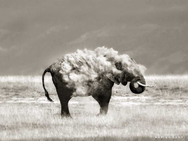 By Marina Cano