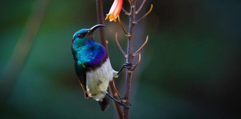 silvan birdlife white bellied sunbird