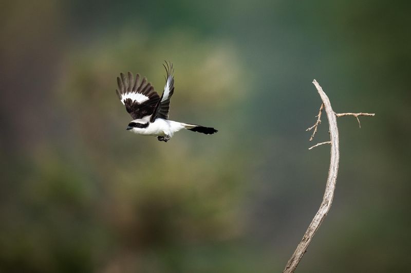 A bird mid flight as seen on a safari in Rwanda