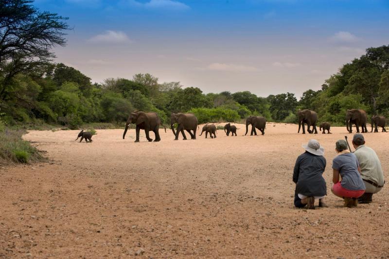 Two guests and a walking guide crouching on a dirt road observing a herd of elephants walking past in Timbavati Nature Reserve