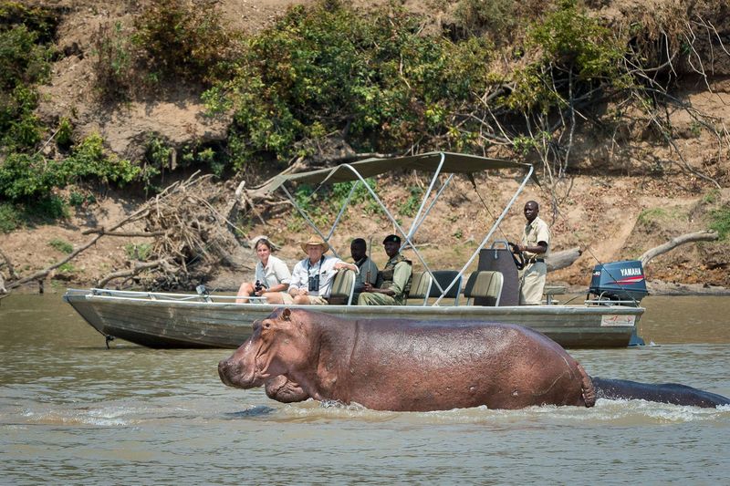 Um safári de barco é sempre emocionante, especialmente quando você vê um hipopótamo