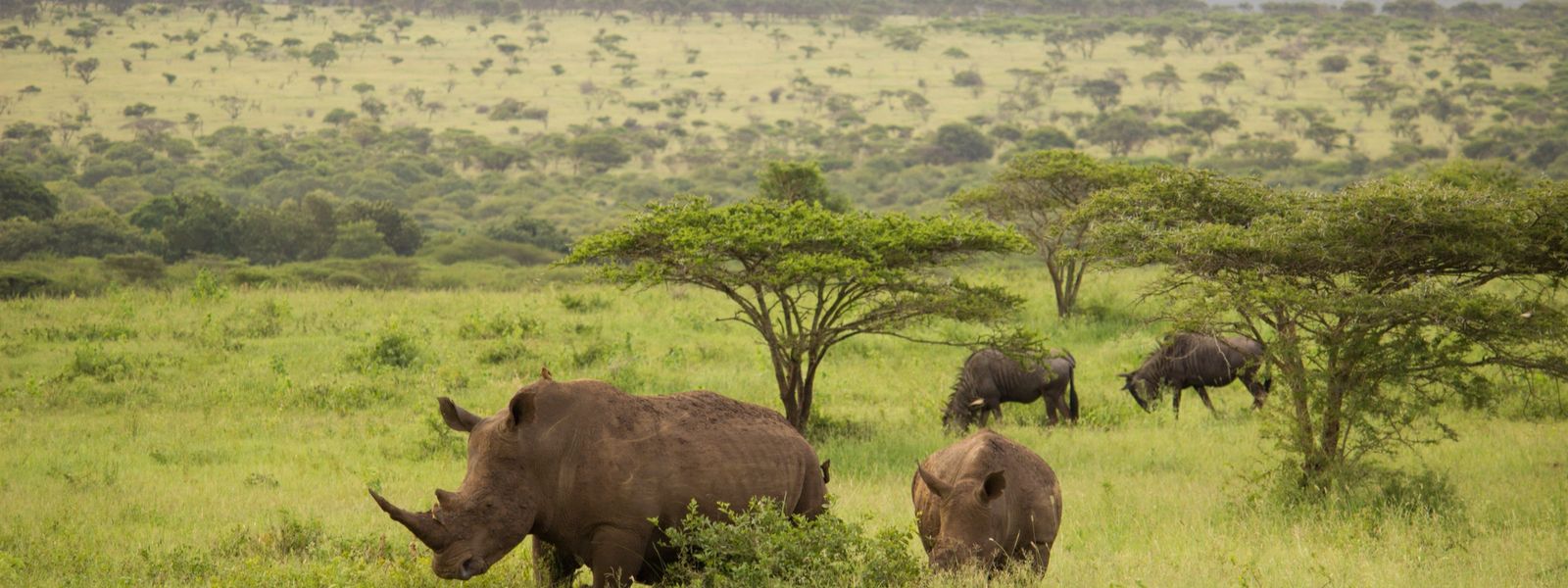 Thanda Safari Lodge: Arrive as Guest, Leave as Friend