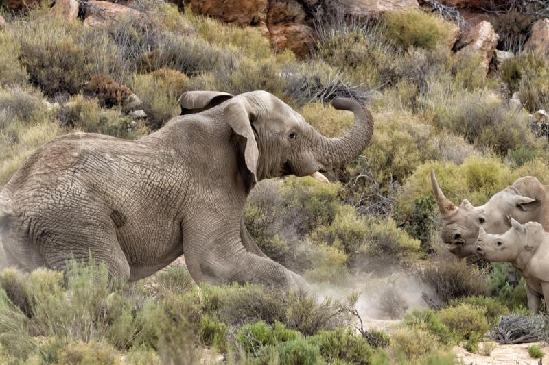 The elephant charges at rhino mom and baby
