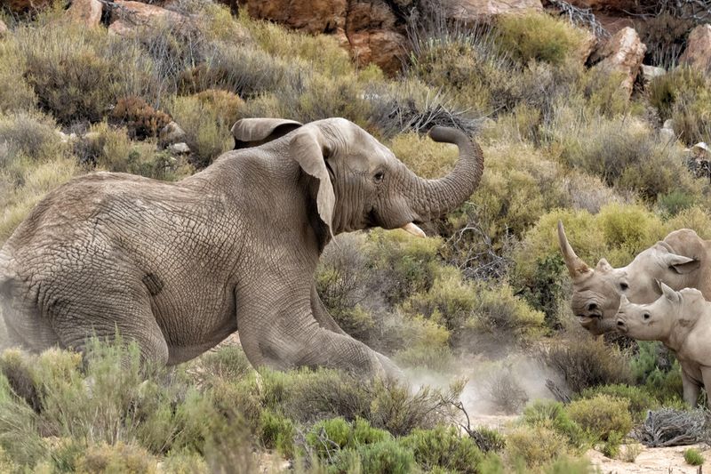 The elephant charges at rhino mom and baby
