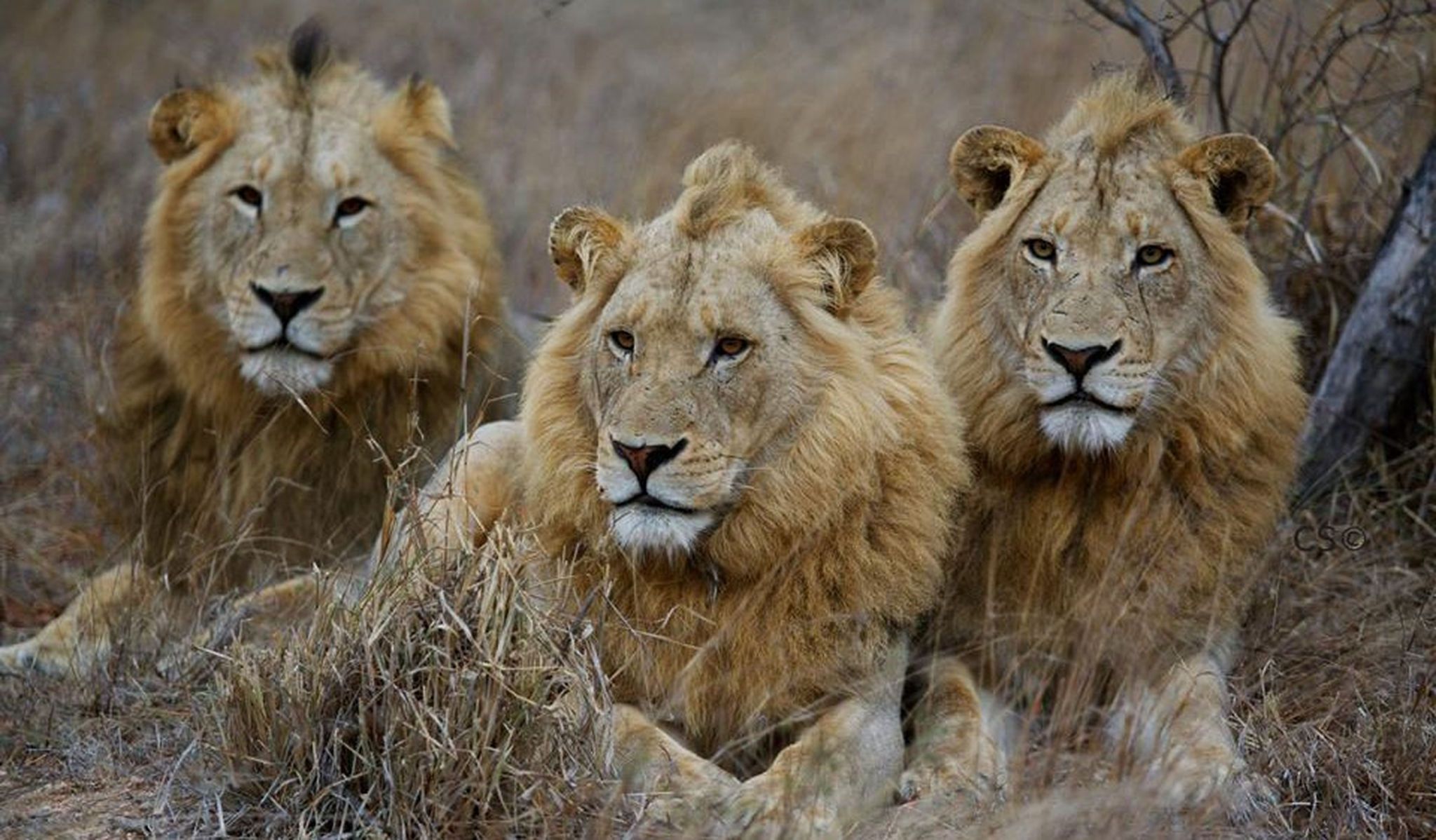 Einzigartige Tierwelt im Timbavati Reservat